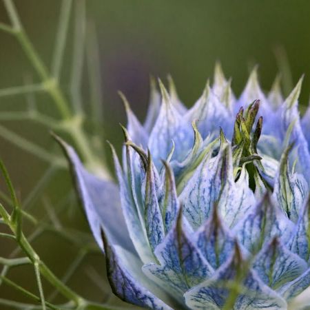 Nigella damascena ´Miss Jeckyll´