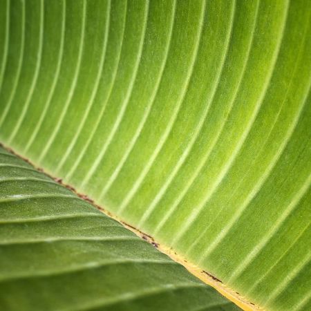 Bananenbaum - Musa