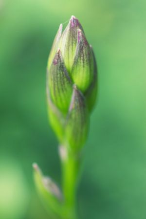 Hosta