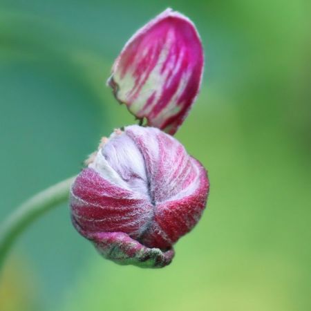 Anemone hupehensis