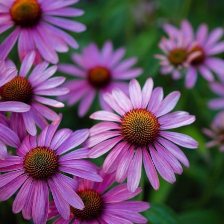 Echinacea purpurea ´Magnus´