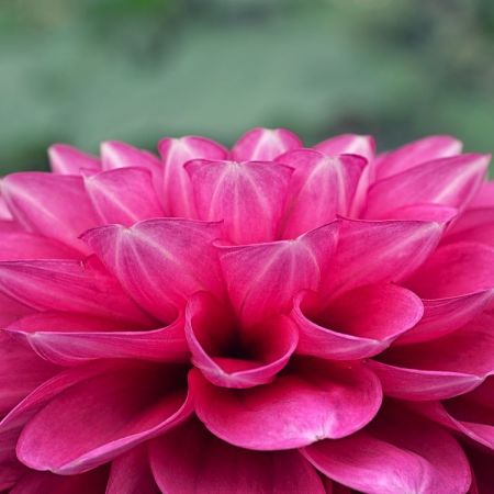 Dahlia