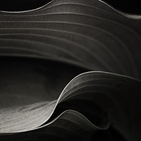 Hosta